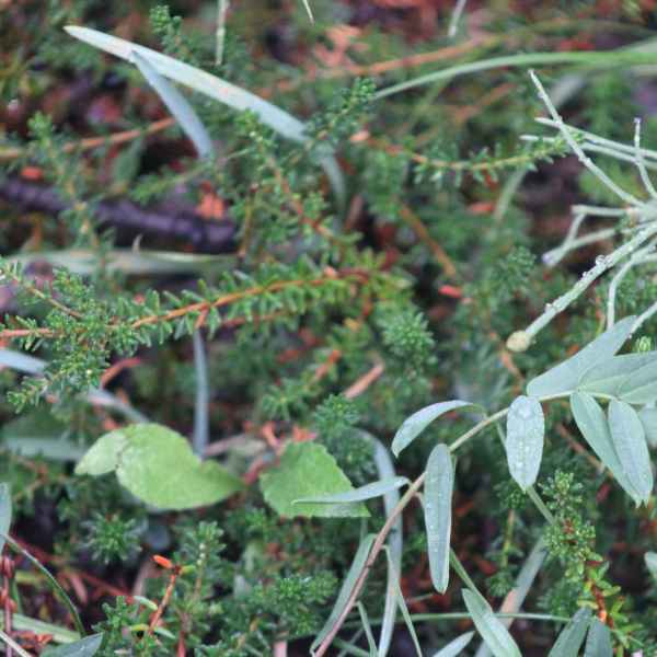 a close up of a garden