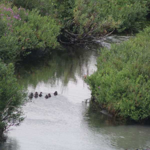 a river running through a body of water