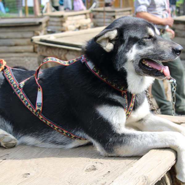 a dog lying on the ground