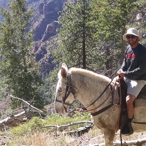 a person riding a horse in a forest
